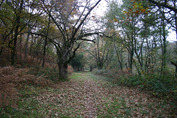 Paisaje en Las Regueras