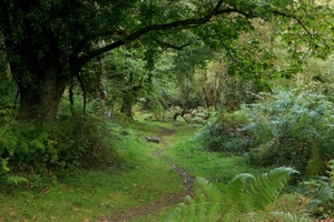 Camino de Santiago, Árbol del Soldado