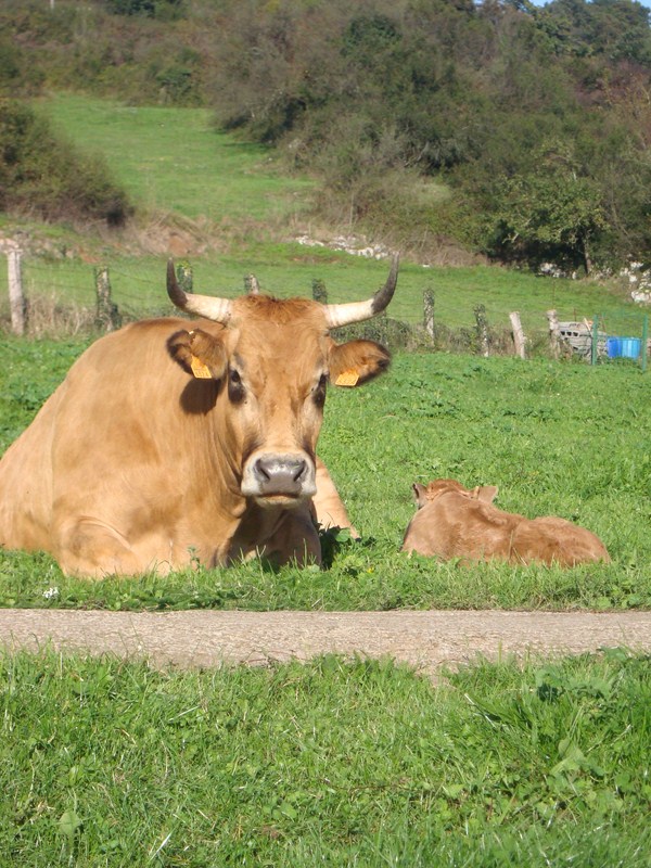 Imagen de vacas en el pueblo de Ania